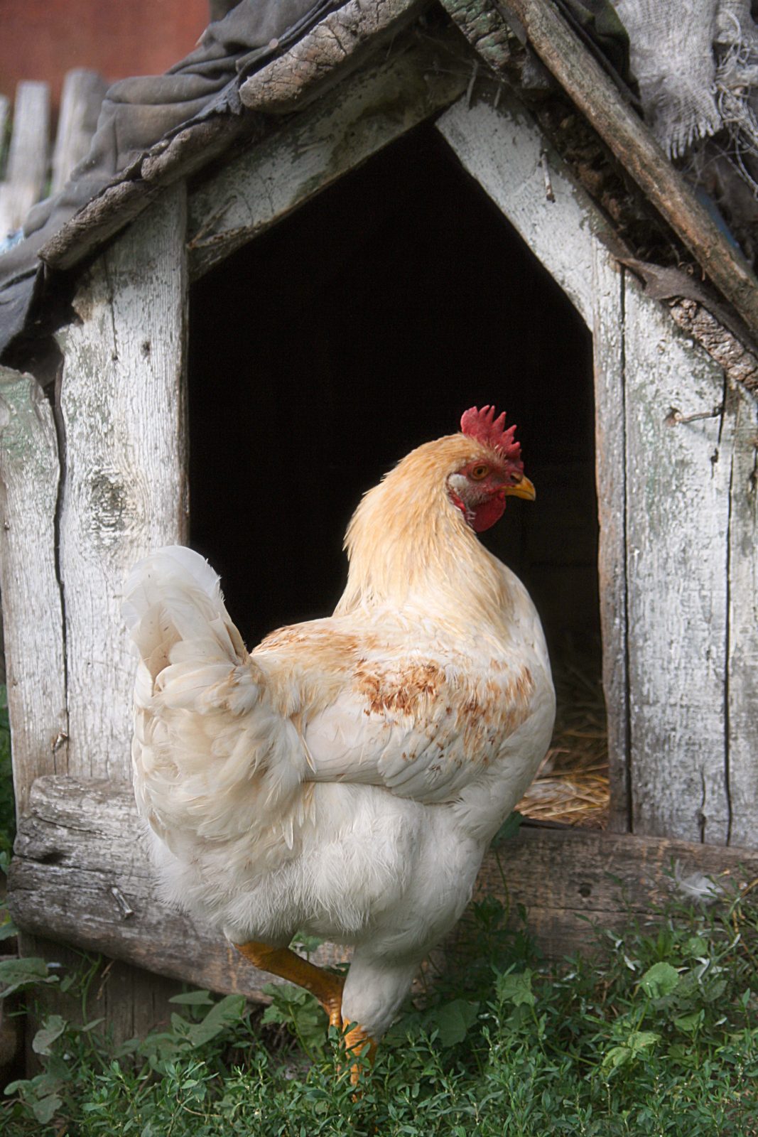 the-lame-duck-in-the-chicken-coop-the-meat-potatoes-of-life